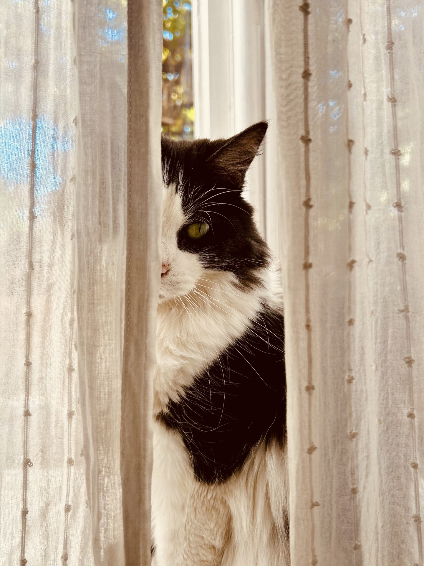 El reto de cuidar las cortinas con animales en casa